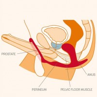 Анальная пробка с эрекционным кольцом Fun Factory Bootie Ring